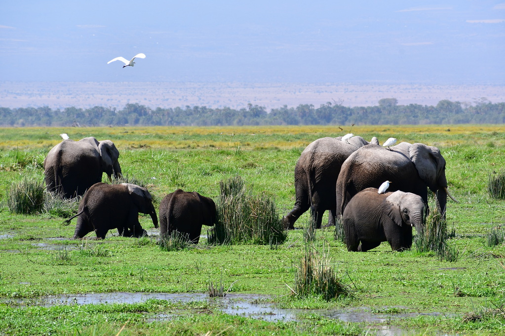 Amboseli Nat. Reserve